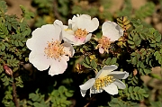 David Plant Photography - Wildlife Photography - Burnet rose - A
